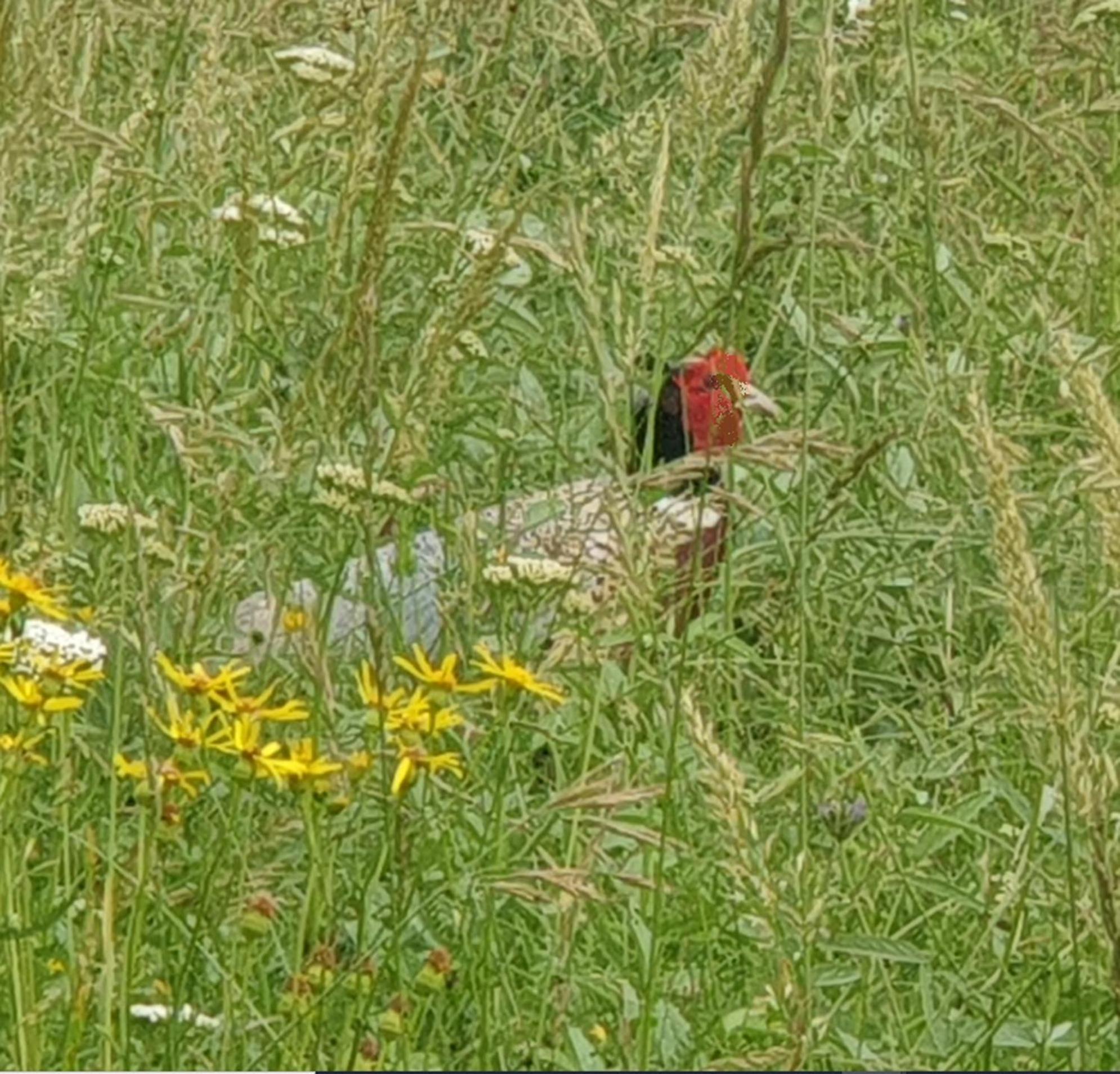 Seuls en Pleine Nature - Gîte la Côte Blanche Puygaillard-de-Quercy Exterior foto